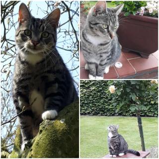 Ferienwohnung 'unter Der Linde' - 3