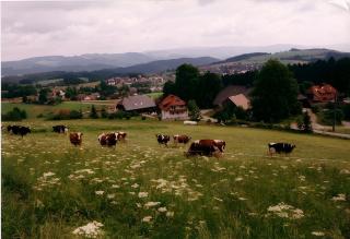 Ferien Auf Dem Steingrubenhof - 7