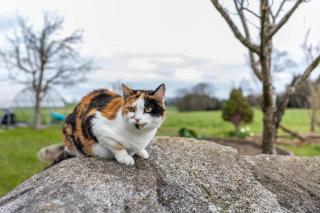 Ferienwohnung Landnest - 6