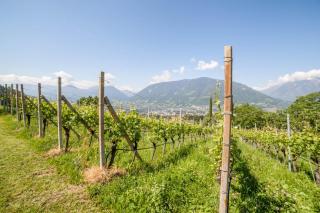 Ferienwohnung Pinot - 9