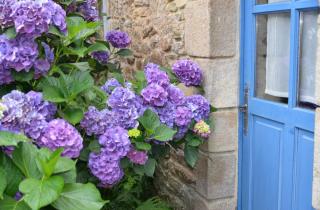 Gîte Peigne De Vénus - 4