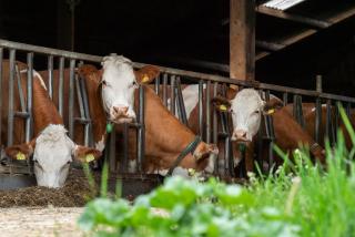 Ferienhaus Heerlichkeit - 6