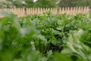 Ferienwohnung Wies Wieserhof - 9