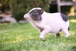 Ferienwohnung Henne - 7