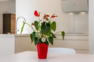 Ca Na Tonina Ref 7000 - 2