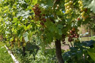 Quinta Santa Marinha - 5