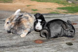 Mobil Home entre terre et mer - 8