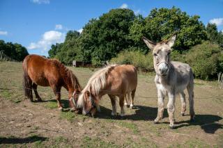 Mobil Home entre terre et mer - 2
