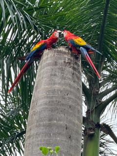 Casa Pura Vista - Best View Home in Manuel Antonio - 6