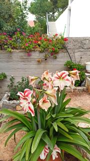 Villa Vrontaki in Doroufi - 3