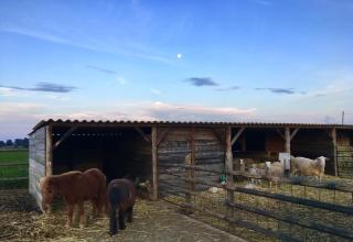 Mas Pareta - La Morera - 3