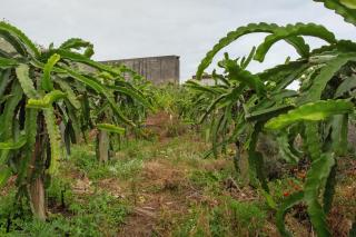 Paraiso Madeira - Suites - 8