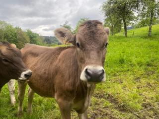 Ferienhof Brutoni - 1