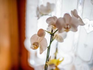 Ciasa Lino Aloch - Pozza di Fassa - 3