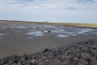 Ferienhaus Den Osse Grevelingenmeer - 4