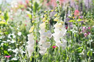 Ferienwohung Traumgarten - 1