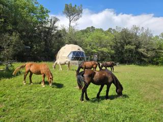 La Cabane aux Chevaux - 9
