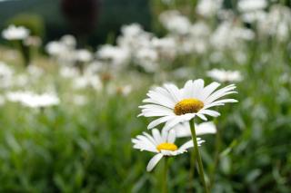 Haus Haag Enzklösterle - Enzklösterle - 9