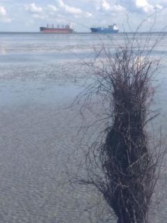 Lord Nelson App 714 - 1