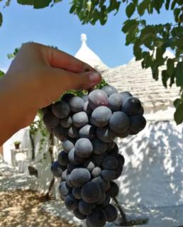 Trullo Negli Ulivi - 9