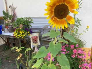 Ferienwohnungen Hubertus - 2