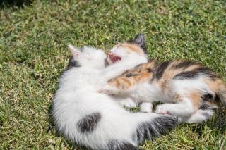 Gasserhof - Chalet B - 6