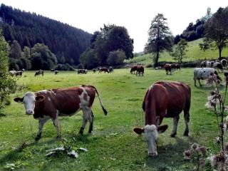 Ferienhaus Maag, 102qm - 1