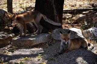 Lidia - Agriturismo La Valentina - Talamone - 8