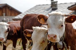 Agriturismo Soleil Levant Torgnon - Torgnon - 2