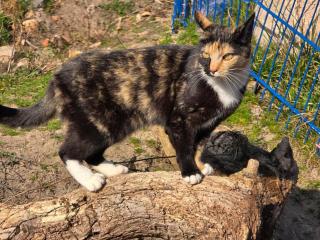 La petite ferme de Fine - 5