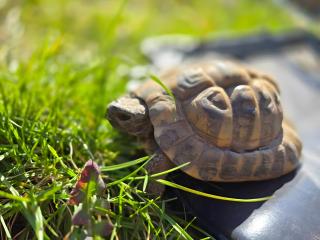 La petite ferme de Fine - 2