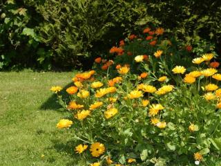 Gîte Insolite Roulotte 5 Personnes - 1