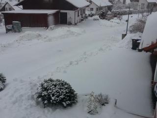 Mayntz' Albjuwel - 1