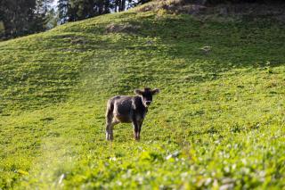 Oberhof Apt Lärchenwald - 6