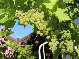 Ferienwohnung Bienenherz - 5