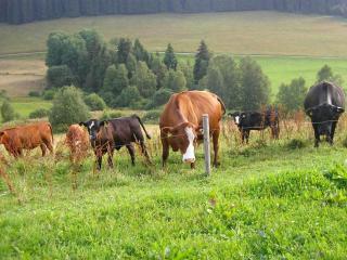 Rutscherhof Breitnau - 3