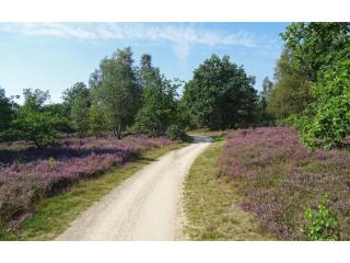 Forest Villa in Markelo with Sunny Garden - 2
