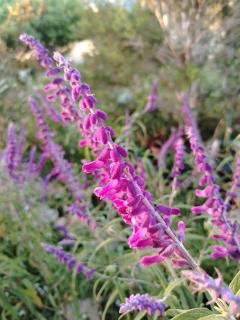 Garden room at My Flower Cottage - 6