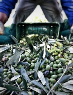 Celestina- Agriturismo La Valentina - 5