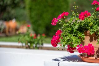 Finca Tirana - 5