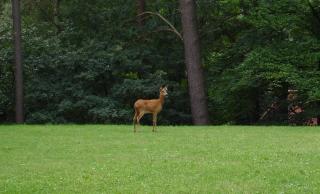 Wald Ferienwohnung Hamburg 1 - 3