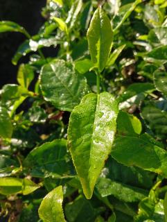 Ereens homestay Palas horizon - 3