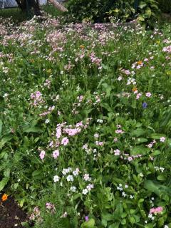 Appartment Isabelle - Kamille - 7