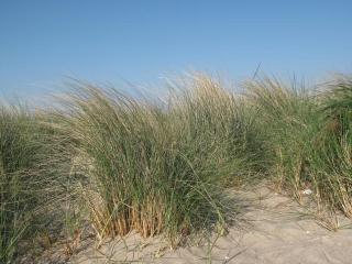 Ferienwohnung Fokuhl - 1