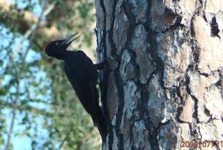 La Sittelle - 3