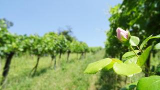 Bioweingut Hauerhof 99 -apartment 1 - 6