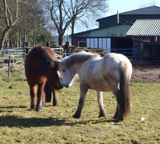 Hof Islandpferde von der Holstenau - 3