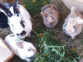 Hof Keppel, der stromlose Urlaub - 4