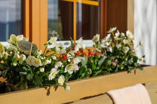 Haldenmichelhof Ferienwohnungen - 5