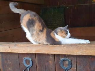 Urlaub Auf Der Aspen Ranch - Salem - 2